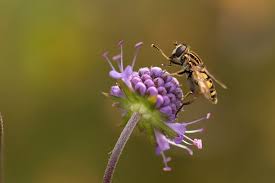 Über 7 millionen englischsprachige bücher. Do Butterflies And Bees Get Along Yes They Do Eco Family Life