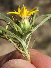 Image result for Geigeria filifolia