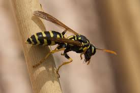 Comment Eloigner Les Guepes Efficacement Comment Eloigner Les Guepes Guepe Piege A Guepe
