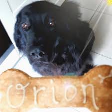 Merci Astrid Pour Ce Partage Et Ces Mots Si Gentils Joyeux Anniversaire Orion Bonjour Juste Un Petit Message Pour Vous Remercier Pour La Commande Elle Es