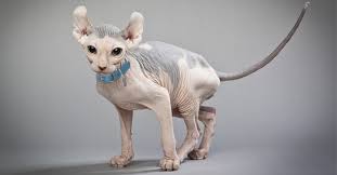 4.7 out of 5 stars 32. Hairless Cats Breeds Info And Facts Petfinder