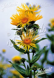 Image result for Inula