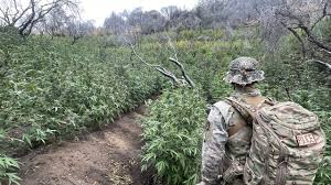 Toxic chemicals found at marijuana grow site