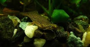 African Dwarf Frog In Tank In 2020 Fresh Water Fish Tank Betta Tank Mates Betta Fish Tank Mates