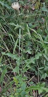 Image result for Cirsium