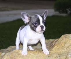 Use the search tool below and browse adoptable french bulldogs! French Bulldog Puppies For Adoption Near Me The Y Guide