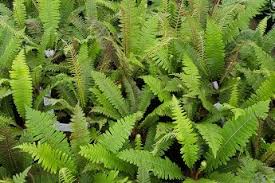 Image result for Synadenium glabratum