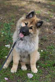 Eurasier Puppy Harahill S Kamomilla Cute Dogs Dog Breeds Pretty Dogs