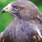 Birds of Prey Day