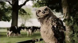 Owls cannot rotate their heads 360 degrees. Cool Science Gifs Coolsciencegifs In An Exorcist Style Display Of