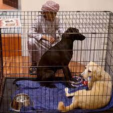 Muslims Keeping Dogs As Pets