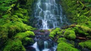 ‫غابة‬‎ ile ilgili görsel sonucu