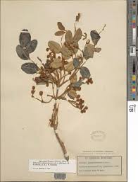 Image result for Bobgunnia madagascariensis