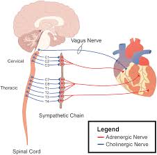 Frontiers Interplay Between Systemic Metabolic Cues And Autonomic Output Connecting Cardiometabolic Function And Parasympathetic Circuits Physiology