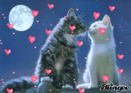 Amor de gatos Fotografía #112497889 | Blingee.com