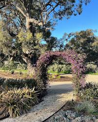 Image result for Hardenbergia
