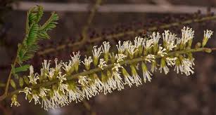 Image result for Elephantorrhiza goetzei