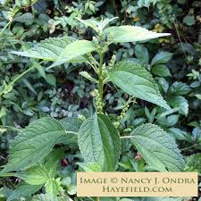 Image result for Barleria boehmii