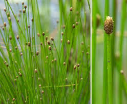 Image result for Eleocharis mutata