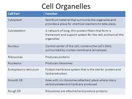 What is the structure and function of organelles. Chapter 7 Cellular Structure And Function Chapter 7 3 Cell Structures And Organelles Ppt Download