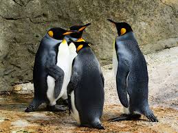 The king penguin is the largest penguin outside of antarctica. King Penguin Penguin Facts And Information