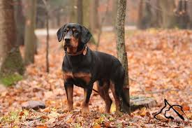 Image result for velký vendéeský hrubosrstý honič