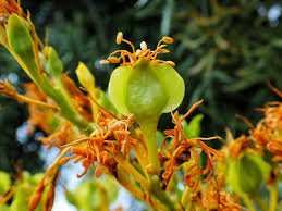 Image result for Dasylepis eggelingii