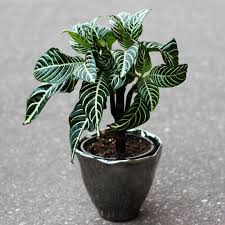 Image result for Aphelandra