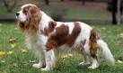 Cavalier Temperament and Personality - About us