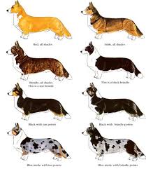 Black And White Cardigan Welsh Corgi Puppy Pembroke Welsh Corgi Alert And Affectionate Pembroke Welsh Corgi Puppies Corgi Facts Corgi Dog