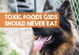 We did not find results for: 25 Bad Foods For German Shepherds Toxic Dangerous Foods