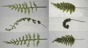 Image result for Loxogramme abyssinica