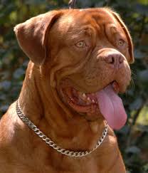 But, if the mastiff parent is smaller, they will likely be smaller as well. Ultimate Mastiff Dogue De Bordeaux Neapolitan Mastiff Mix Info Temperament Training Puppies Pictures