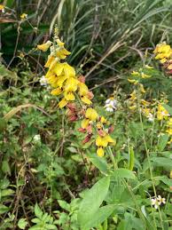 Image result for Crotalaria trichotoma