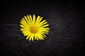 Check spelling or type a new query. Yellow Flower Fence Dark Black Background Hd Flowers 4k Wallpapers Images Backgrounds Photos And Pictures