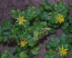 Image result for Triumfetta