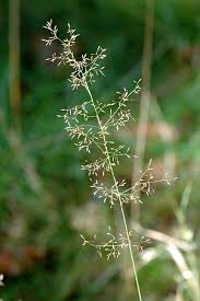 Image result for Agrostis
