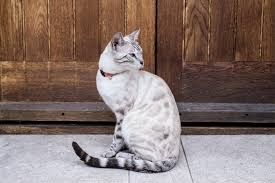 Sometimes pedigreed cats end up at the shelter after losing their home to an owner's death, divorce or change in economic situation. Snow Bengal Cat Breed History Coat Colors More Interesting Facts