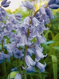 Blaue Blumen Und Pflanzen Blaue Blumen Pflanzen Blumen