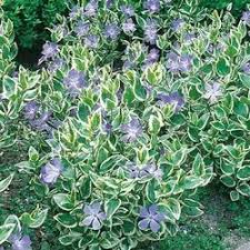 3 Vinca Major Variegata Guardian Garden Centre Periwinkle Plant Variegated Plants Vinca