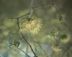 Image result for Combretum mkuzense