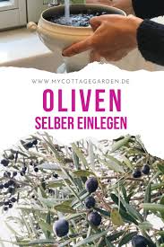 Oliven Selber Einlegen Oliven Oliven Rezepte Pflanzen