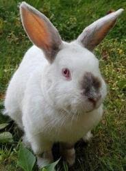 Kaninchen Frei Im Garten Kaninchen