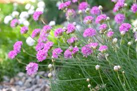 Salvia is available in purples, pinks and whites. Best Purple Flowers For Your Garden Better Homes Gardens