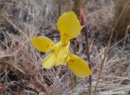Image result for Moraea niassensis