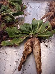 Image result for Cichorium