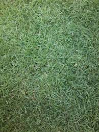 Kelebihannya adalah tahan terhadap cuaca panas, tidak mudah kalah sama rumput liar, cocok sekali untuk di tempatkan di area pinggir pantai, perkotaan,terotoar dan pabrik. Jual Rumput Gajah Mini Petani Langsung Rumput Swiss Rumput Jepang Rumput Golf Tukang Taman