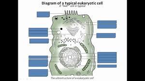 The nucleus is the most obvious organelle in any eukaryotic cell. Prokaryotic And Eukaryotic Cells Ib Biology Youtube