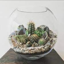 These small terrariums are just as cute as. How To Make A Succulent Terrarium With Pictures Succulents Network Succulent Terrarium Cactus Terrarium Terrariums Kits