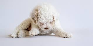 Find lagotto romagnolos for sale on oodle classifieds. Yare Lagotto Romagnolo Portuguese Water Dogs